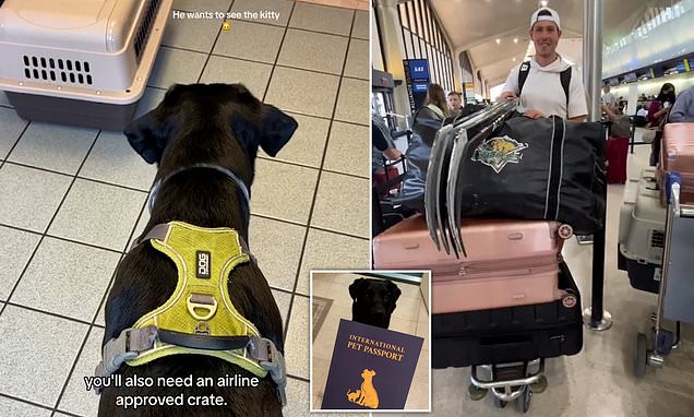 Pet professional shares prime journey suggestions for taking your four-legged good friend on a flight
